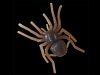 (商品画像) ガンクラフト　BIG SPIDER ビックスパイダー　[＃24　セクシースパイダー]
