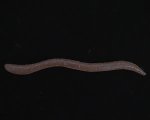 (商品画像) ジャッカル　ネオンフリック4.8"　スヤマ