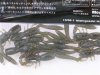 (商品画像) メガバス　ボトルシュリンプ2.4"　グリパンブルー
