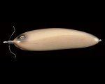 (商品画像) メガバス　スクリームＸ　オルカ　スクリームイリュージョン
