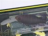 (商品画像) メガバス　DEEP-X100　J-CRAW