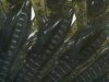 (商品画像) OSPドライブクロー4"　ウォーターメロンペッパー