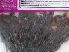 (商品画像) ティムコ　PDL　ベイトフィネスクロー3"　004コ−ラ